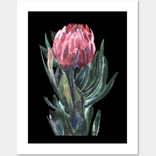 Protea #1 Posters and Art